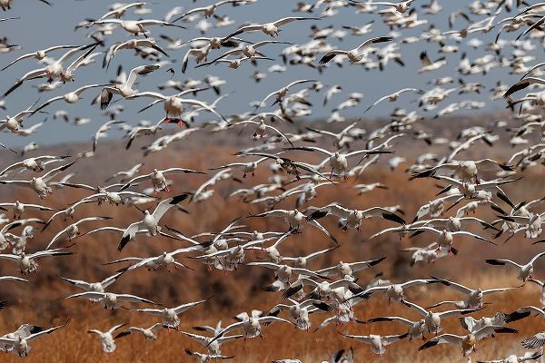Jones, Adam 아티스트의 Snow geese flying Bosque del Apache National Wildlife Refuge-New Mexico작품입니다.